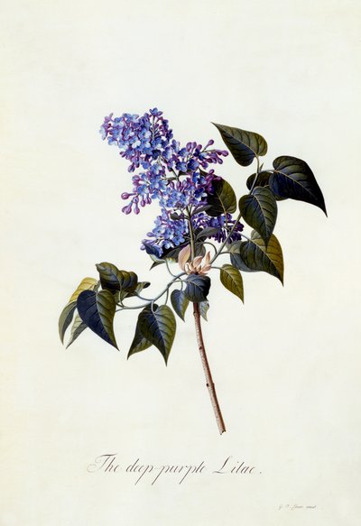 The Deep-Purple Lilac, c.1743 by Georg Dionysius Ehret